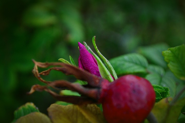 Blüte