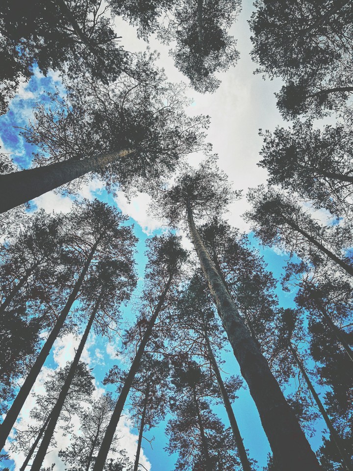 forest