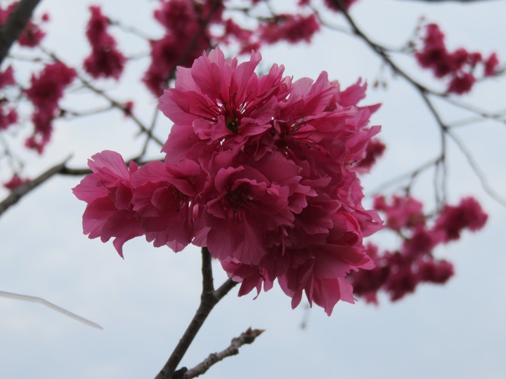 花開燦爛時