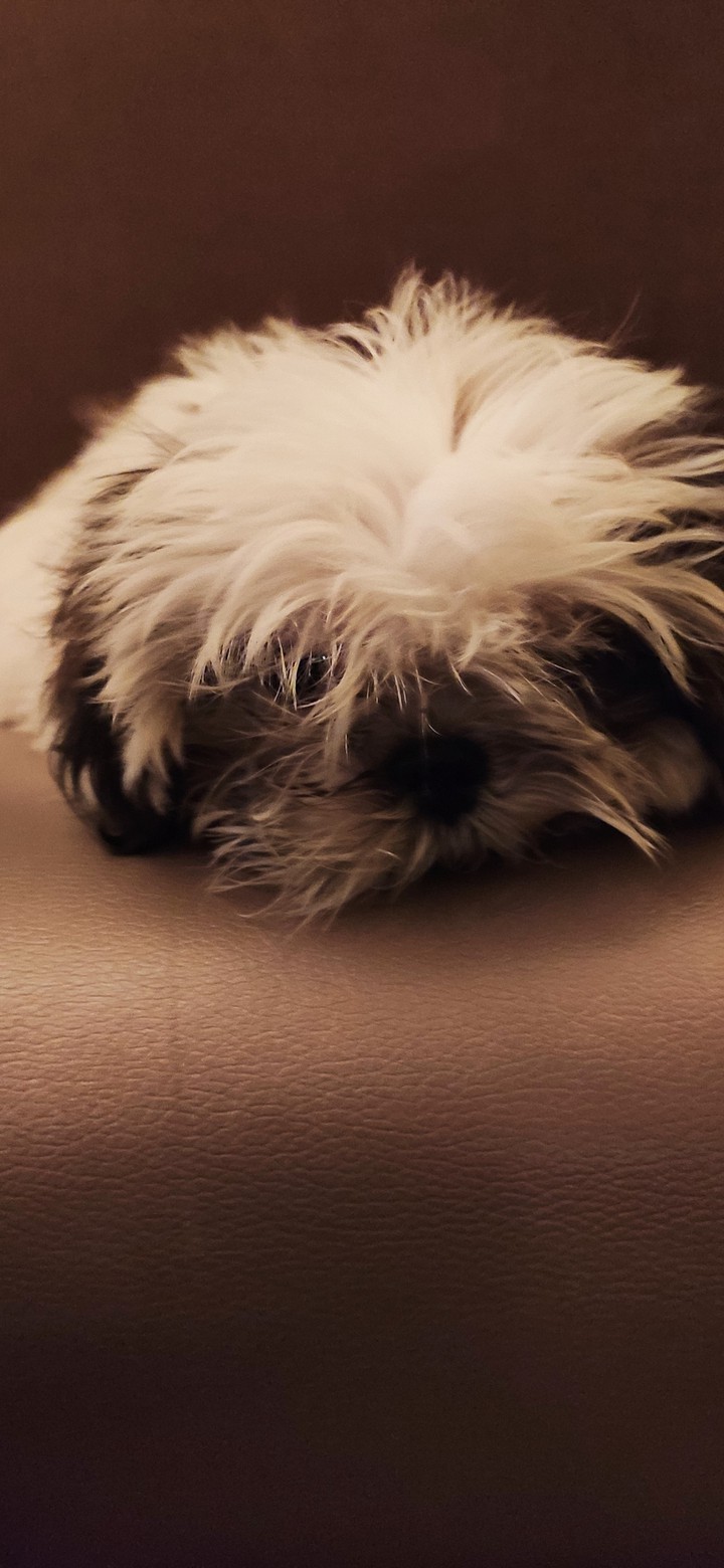 Cute Puppy!