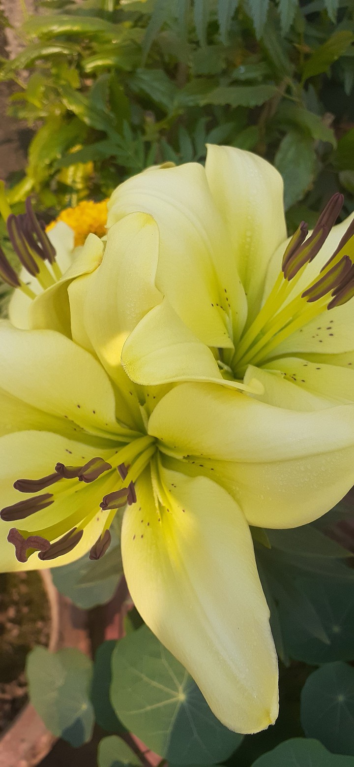 flower