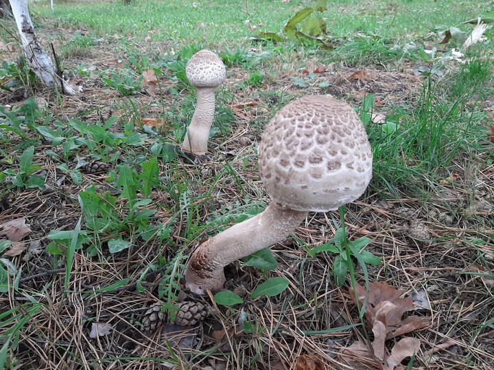 Mushrooms