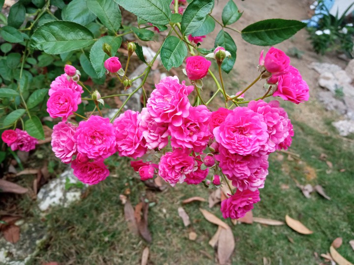 flowers is pretty