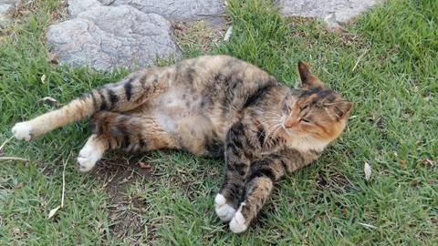 고양이