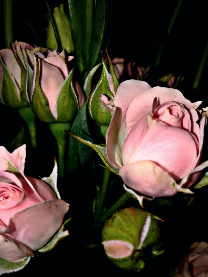 Rose