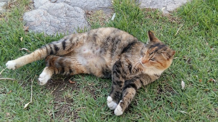 고양이