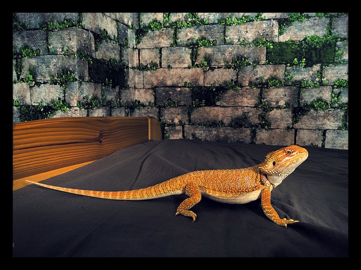 Bearded dragon :)
