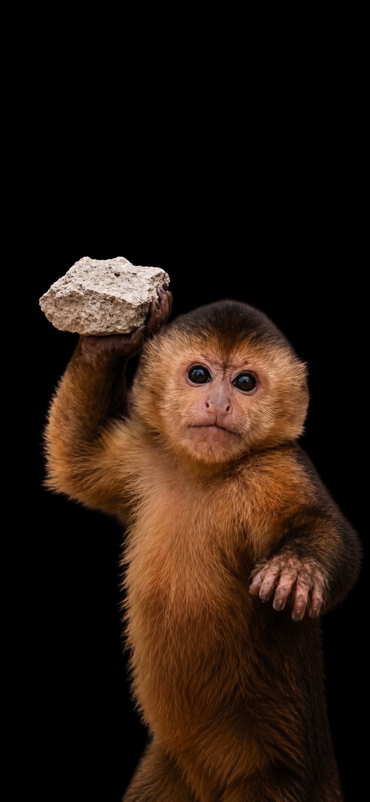 macaque, snout Hintergrundbilder