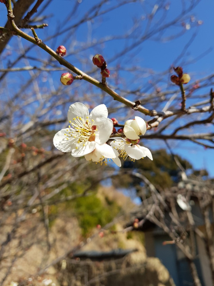 경주의 봄