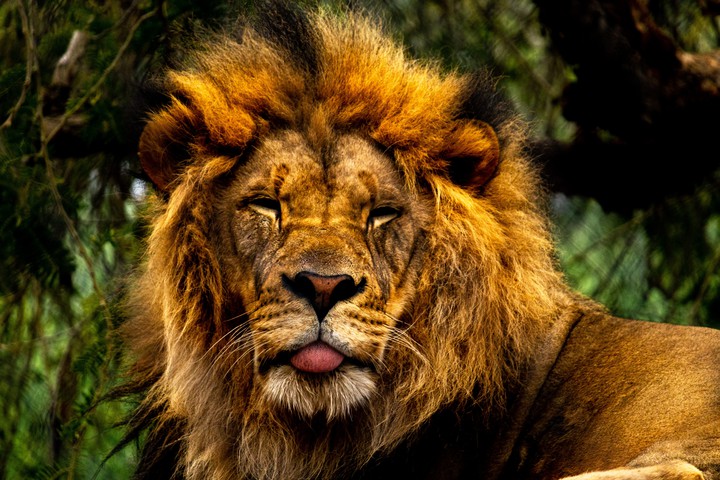 lion