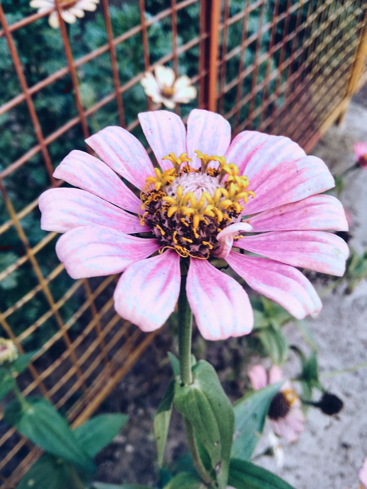 flower