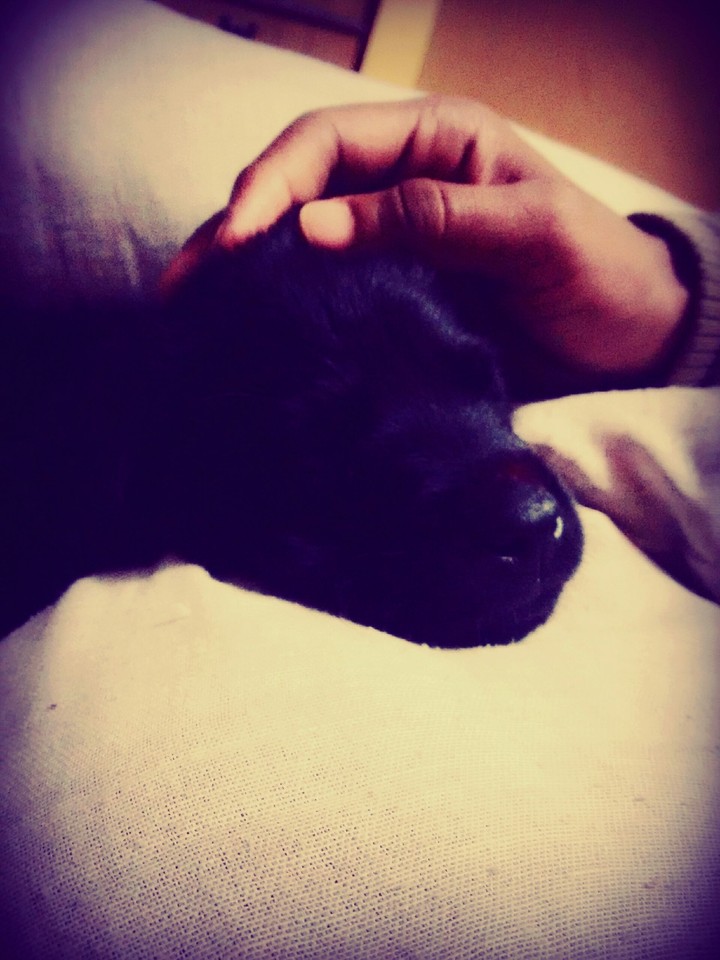 #Animal#luver#lebrador#Alfie..