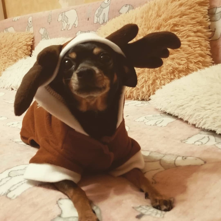 Happy Dog