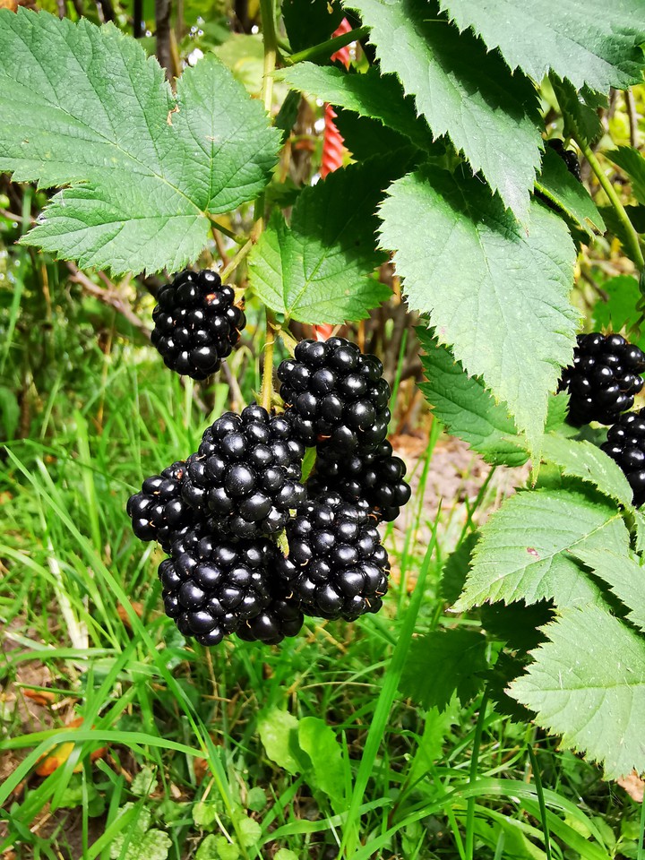 Blackberry