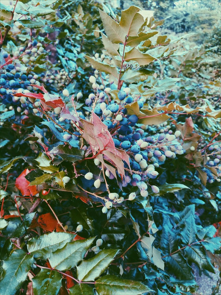 colors