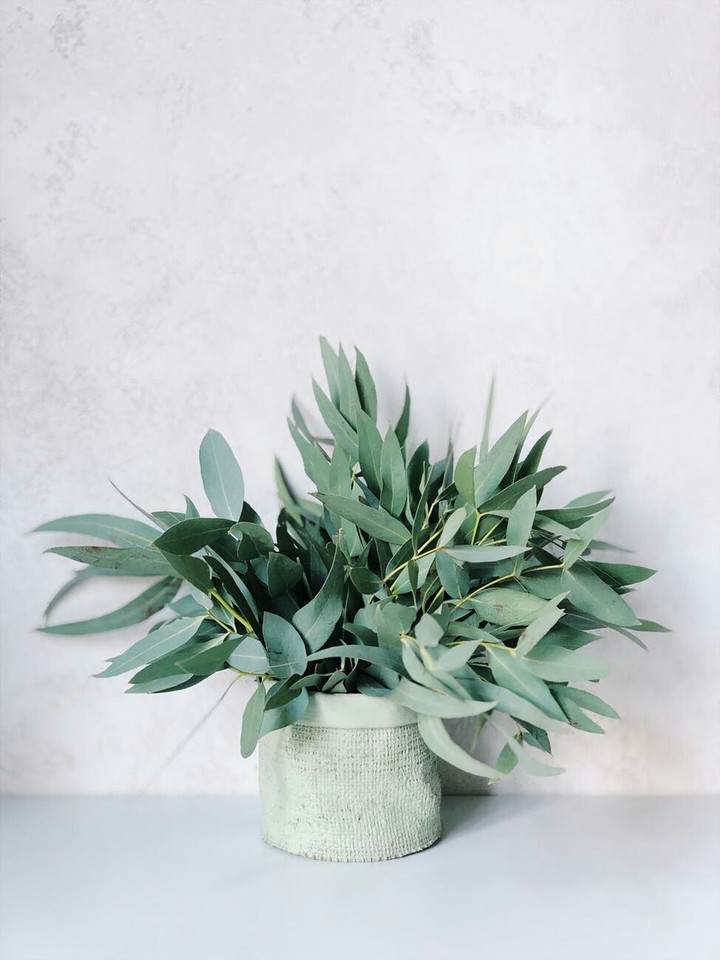 Green Plant and a White Background