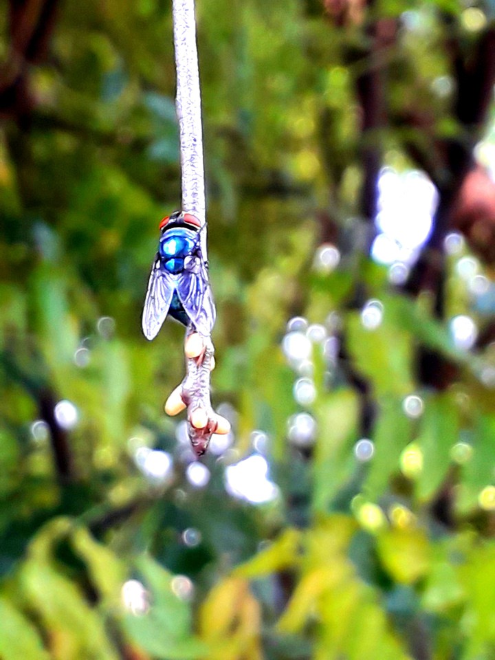 flies