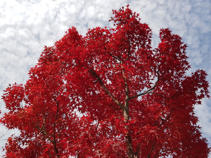 a maple tree & sky