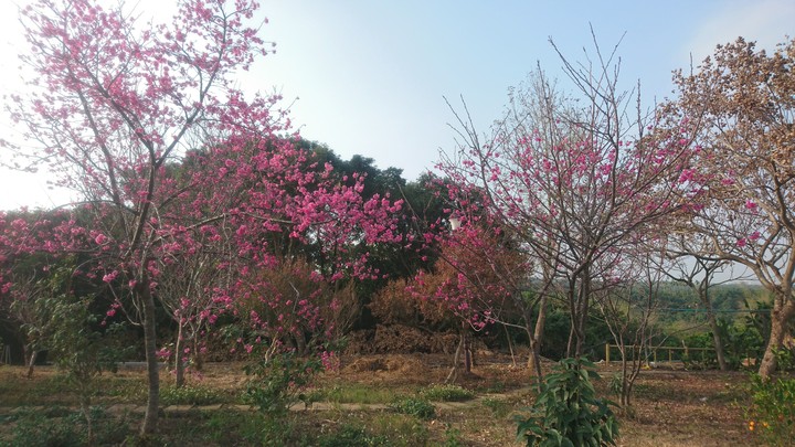 wild cherry