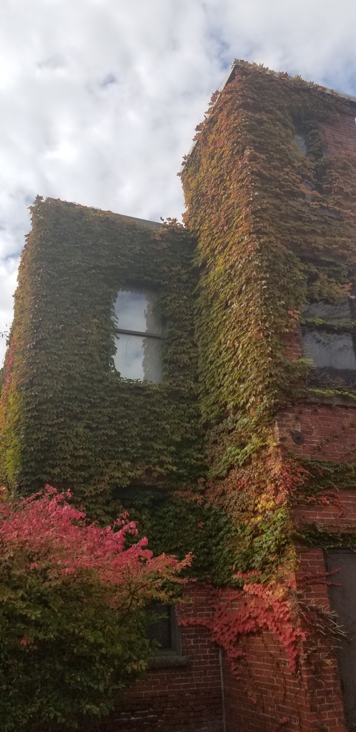 changing leaves