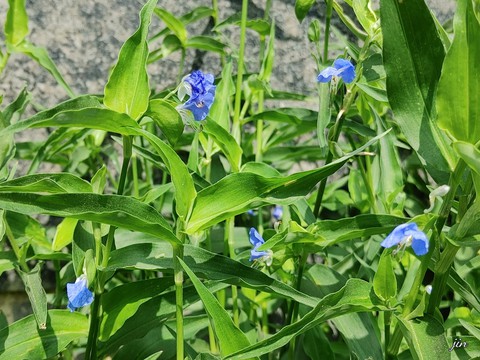 тапети plant, herb