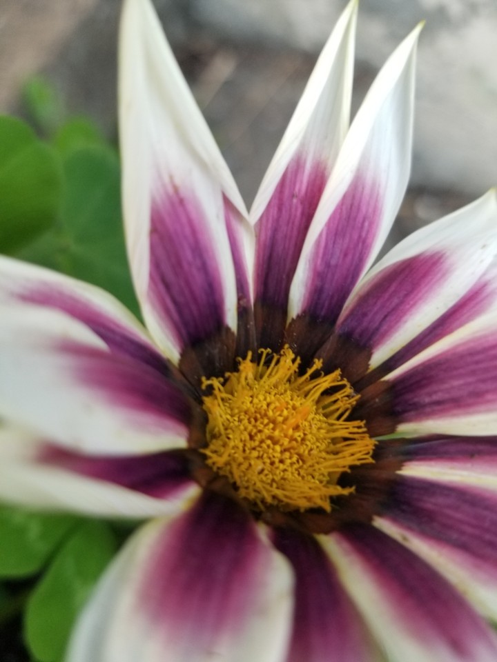 pretty daisy