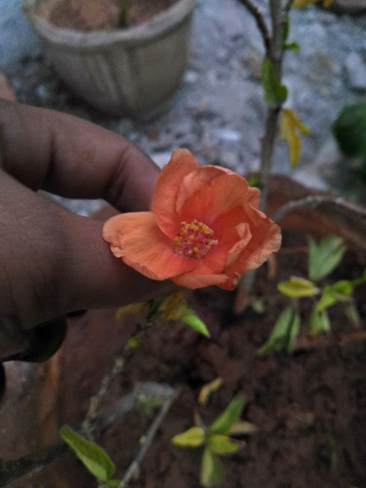 beauty