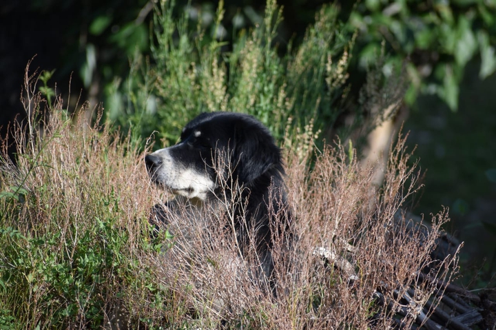 Dog