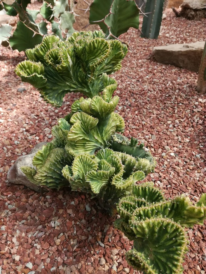 Кактус