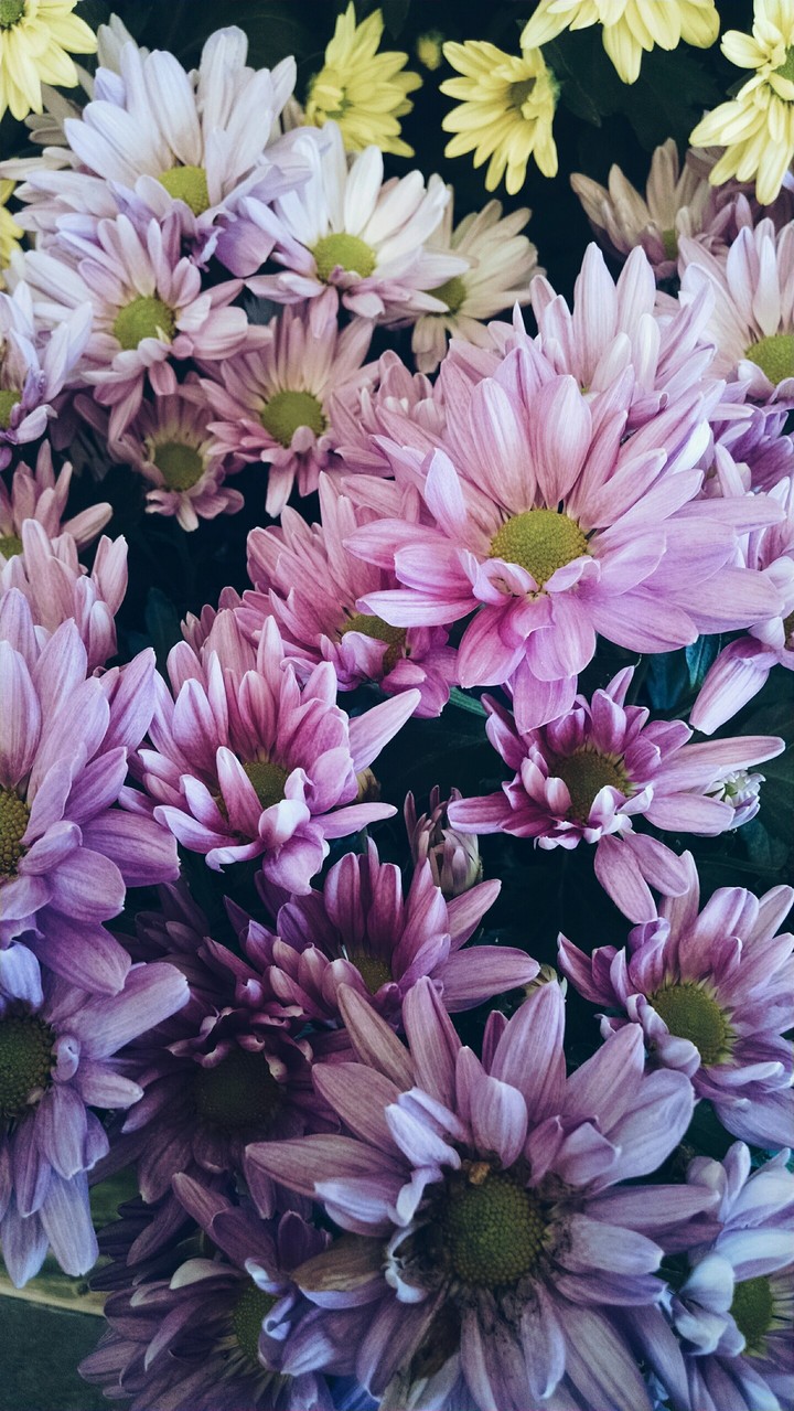 Purple daisies