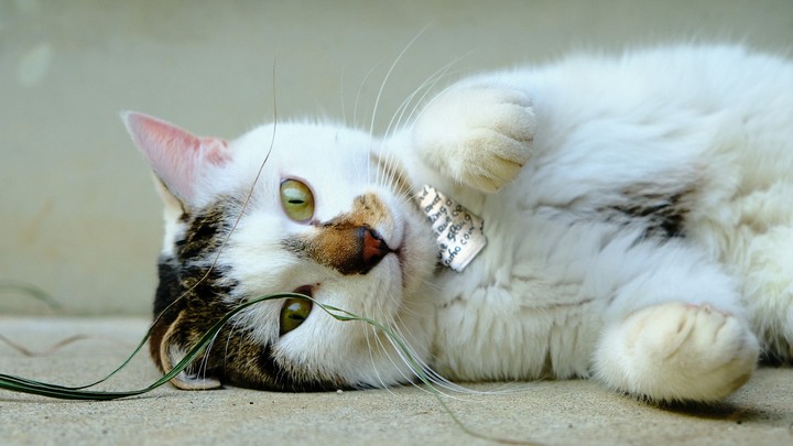 cat