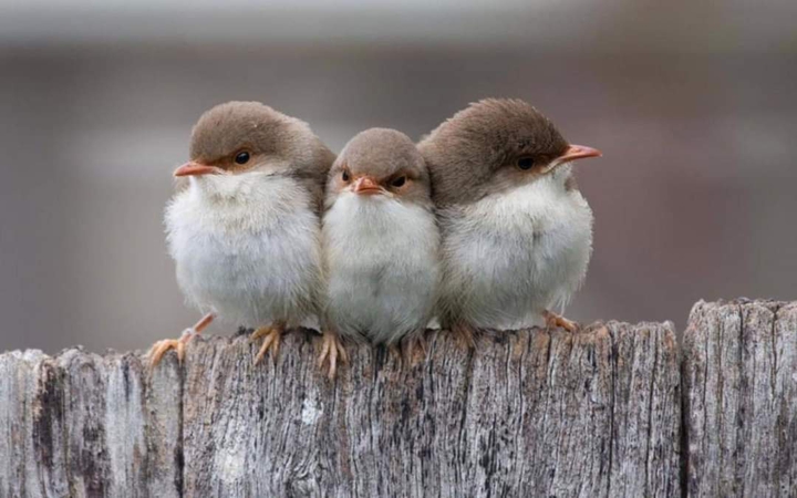 birds