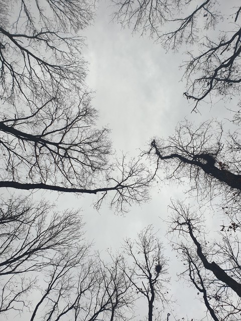 Rainy day , tree sky