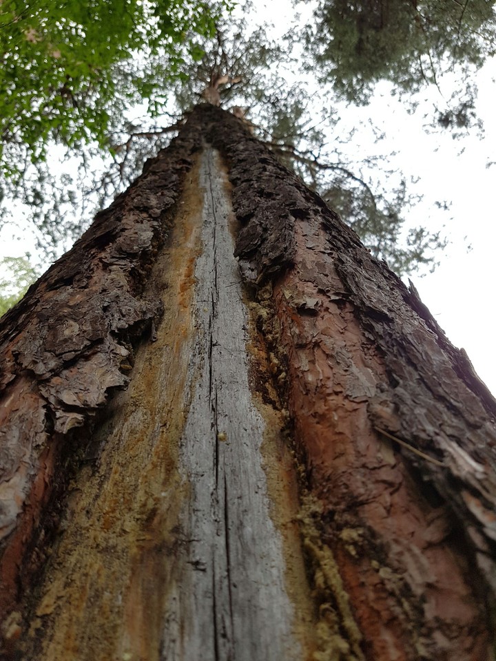 mistic tree