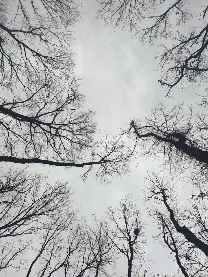 Rainy day , tree sky