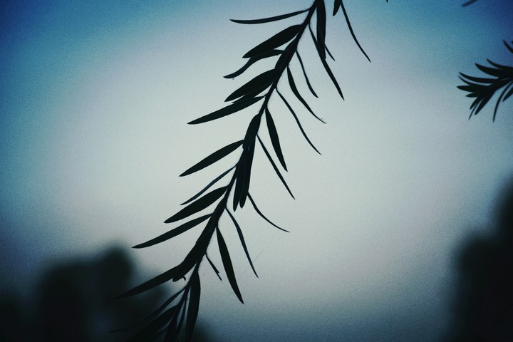 LEAVES