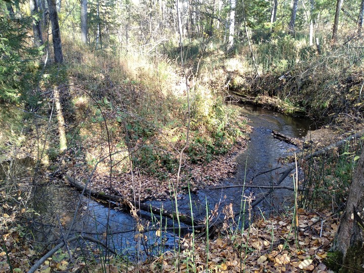 forest river is a smile