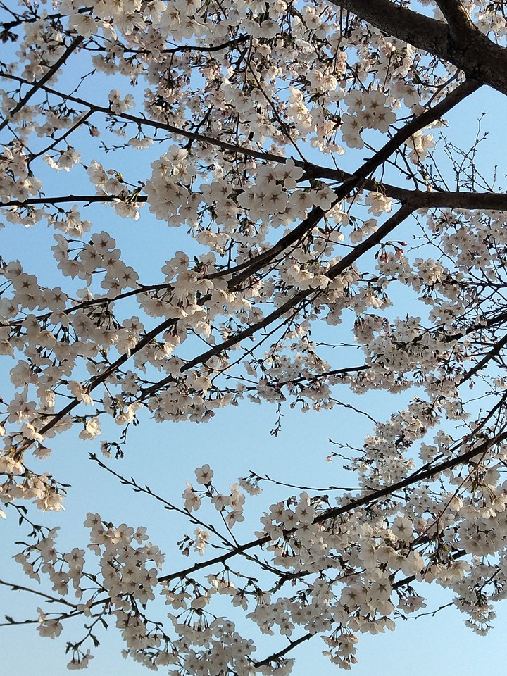 벚꽃