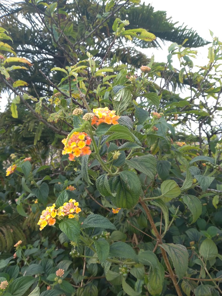 Hoa ngũ sắc