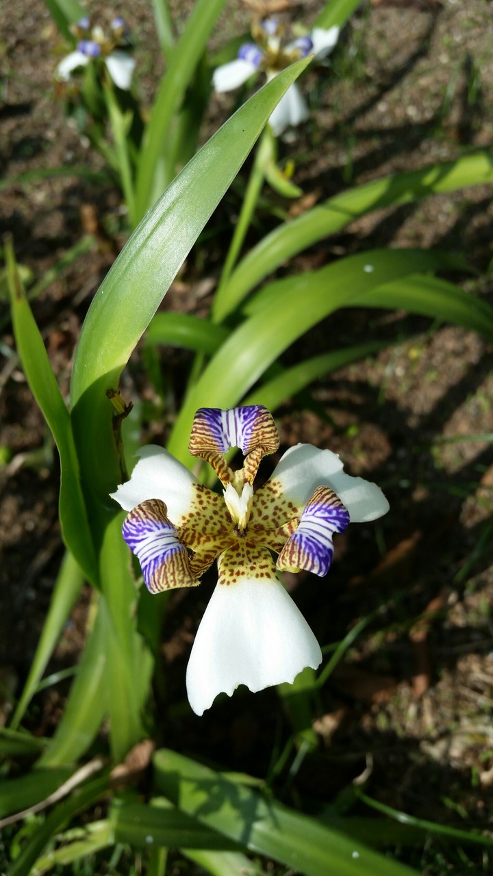 Orquídea