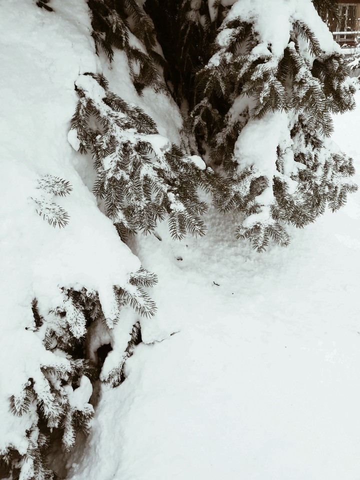 let it Snow ❄️