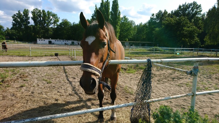 horse ? are beautiful