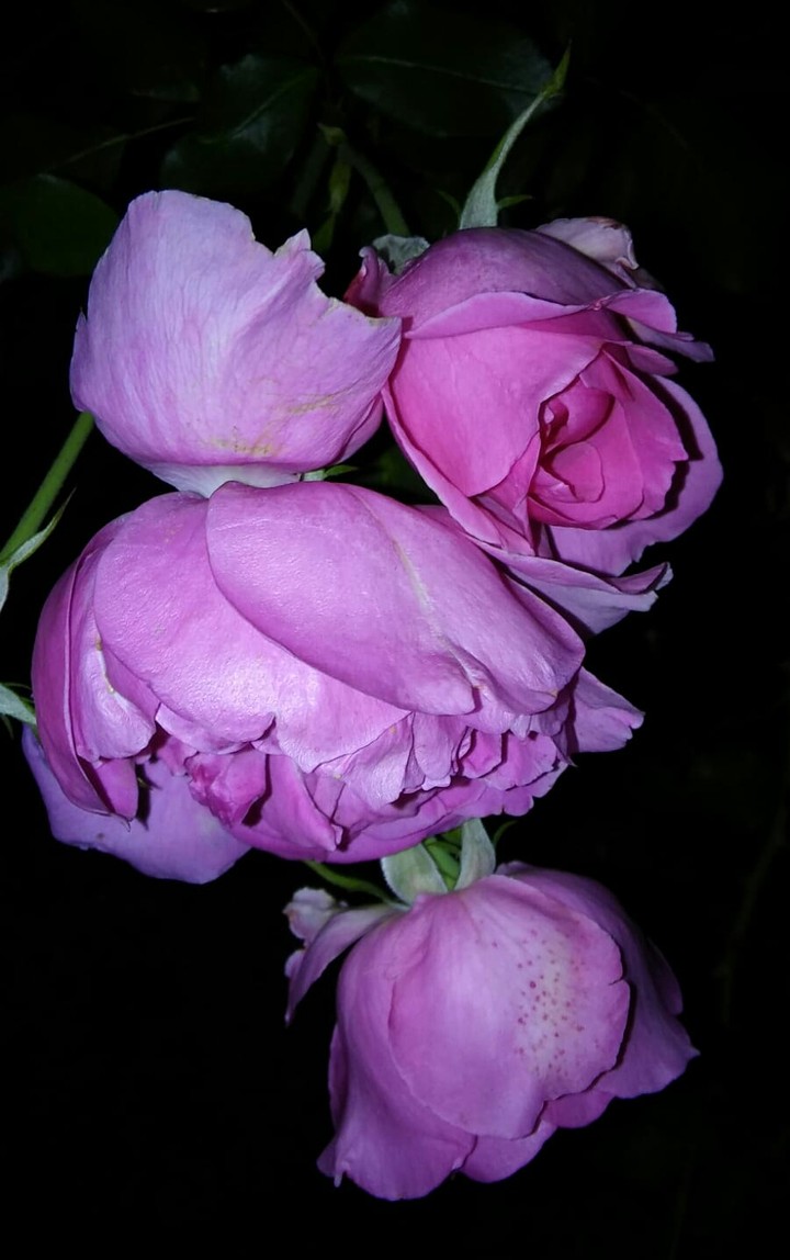 Flores Bonitos - poderoso