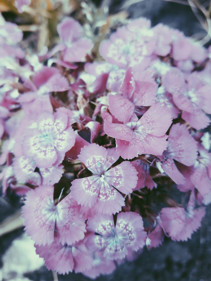 Turkish carnations