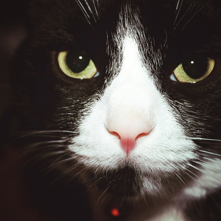 Beautiful Tuxedo