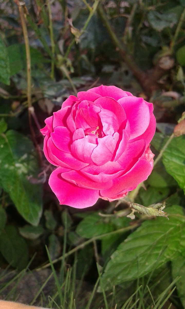 flower