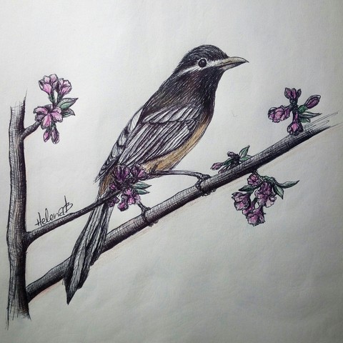 bird