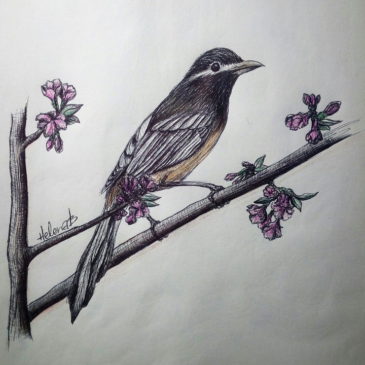 bird