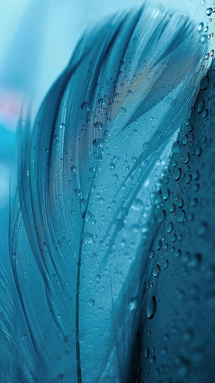 flyme os feather (follow me on Instagram : kocinhasan)