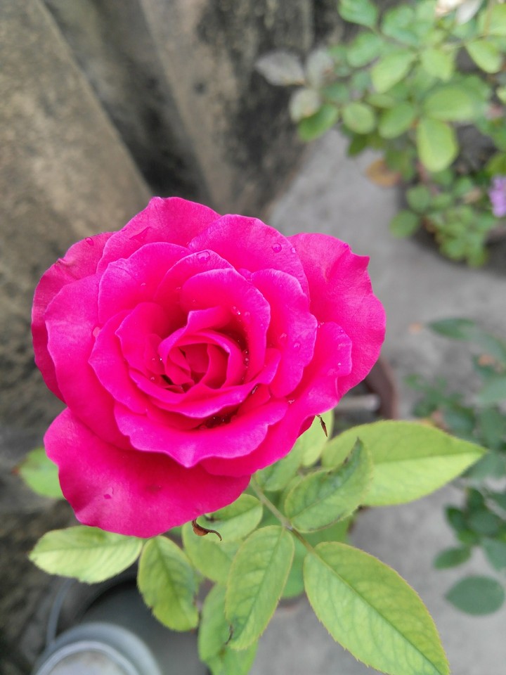 rose1